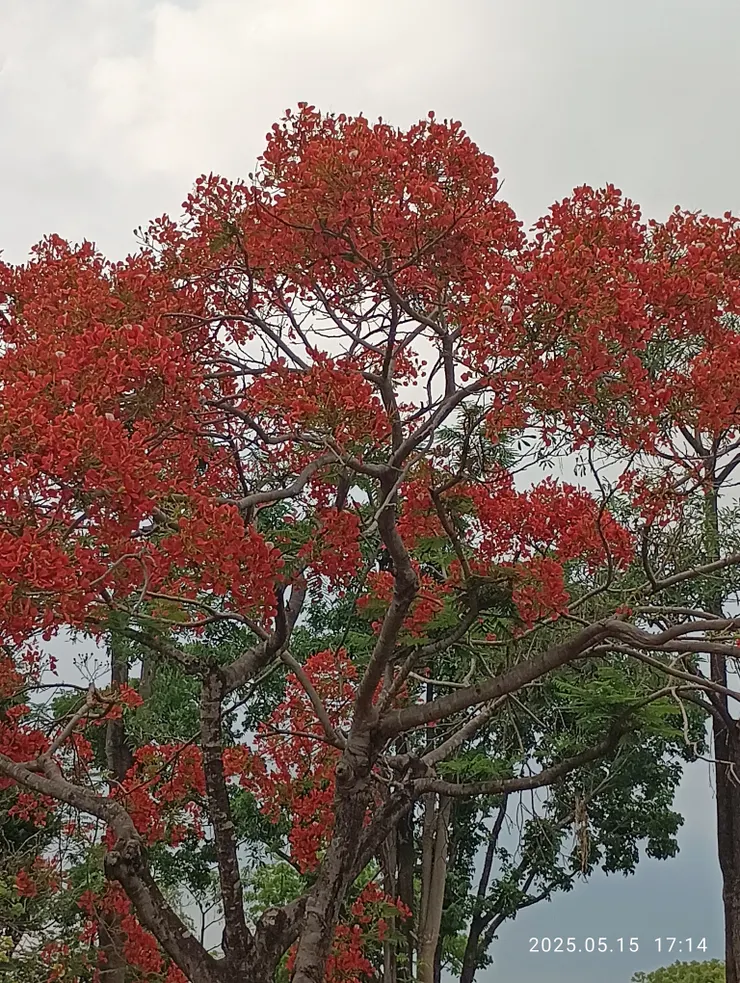風引鳳凰花兒愁，自拍攝