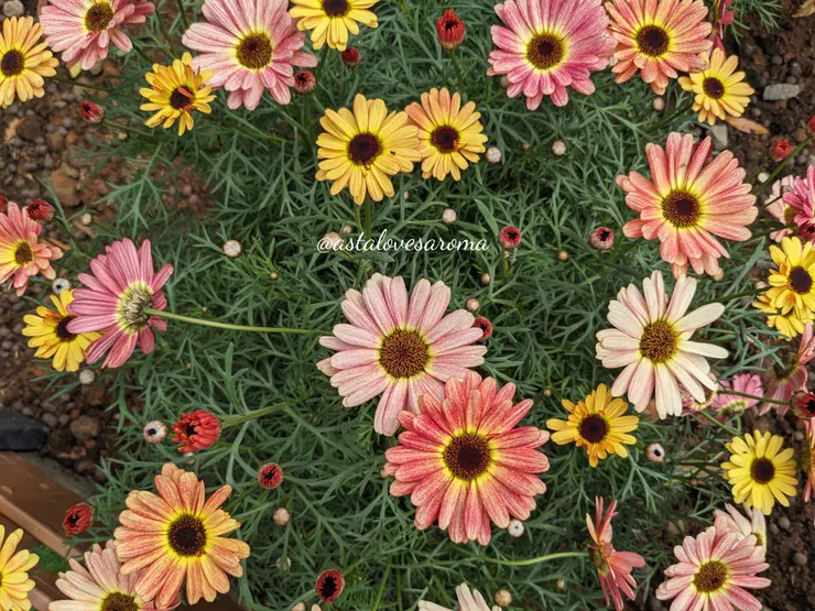 好像用色筆上色的瑪格麗特