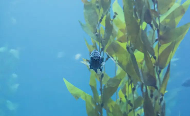 魚恰好朝著攝影者游過來！