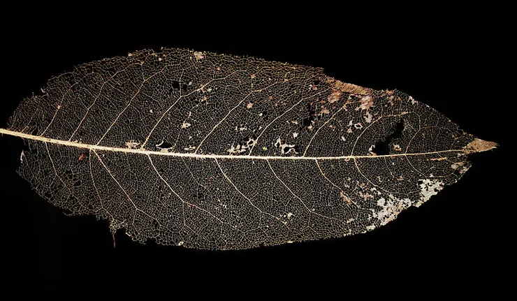葉脈。圖片取自維基百科