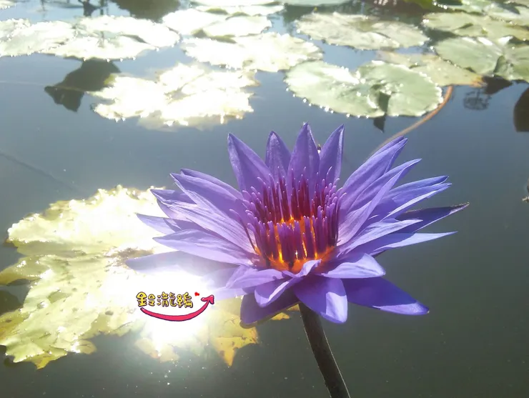 陽光好到大閃耀XD