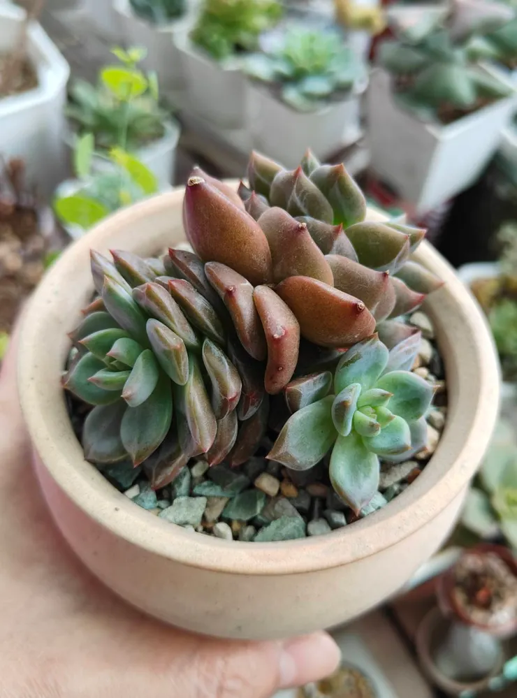 黑武士夏天退色很明顯。 (因為要拍照，拿到窗外區拍攝)