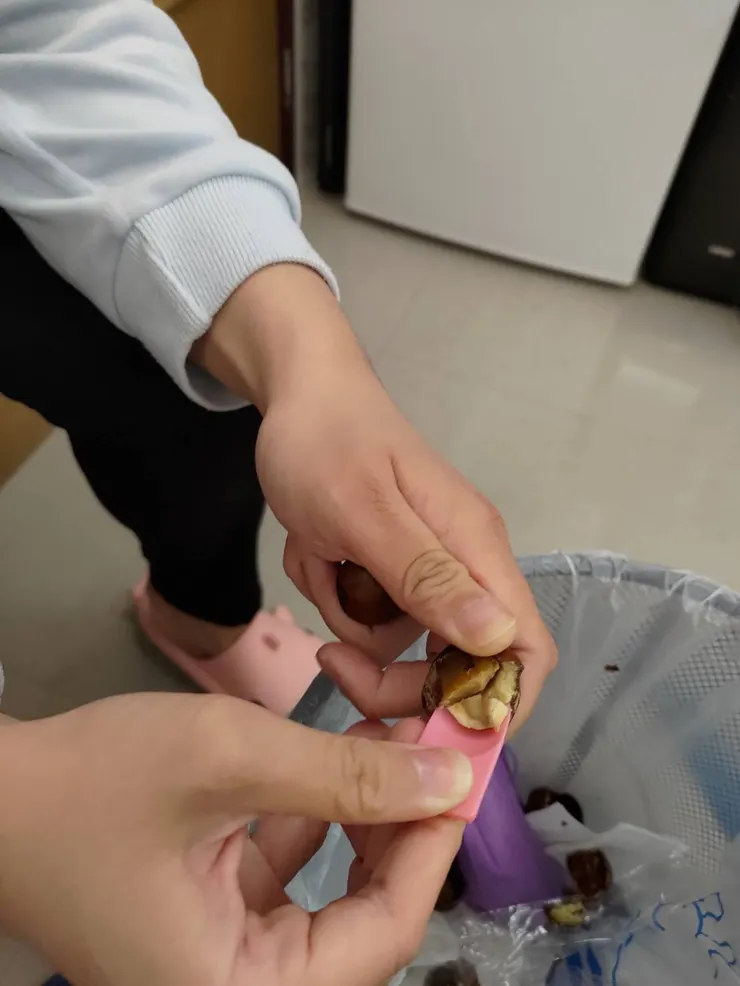 作者拍攝的挖栗子