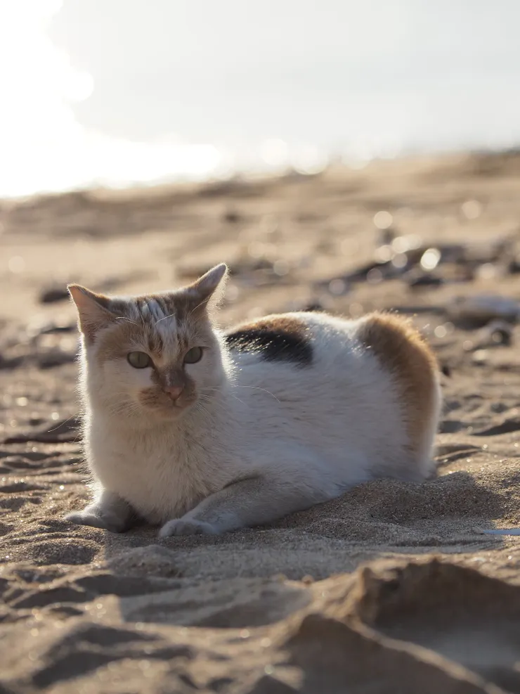 夕陽照在馬祖沙灘，一人一貓獨享浪漫