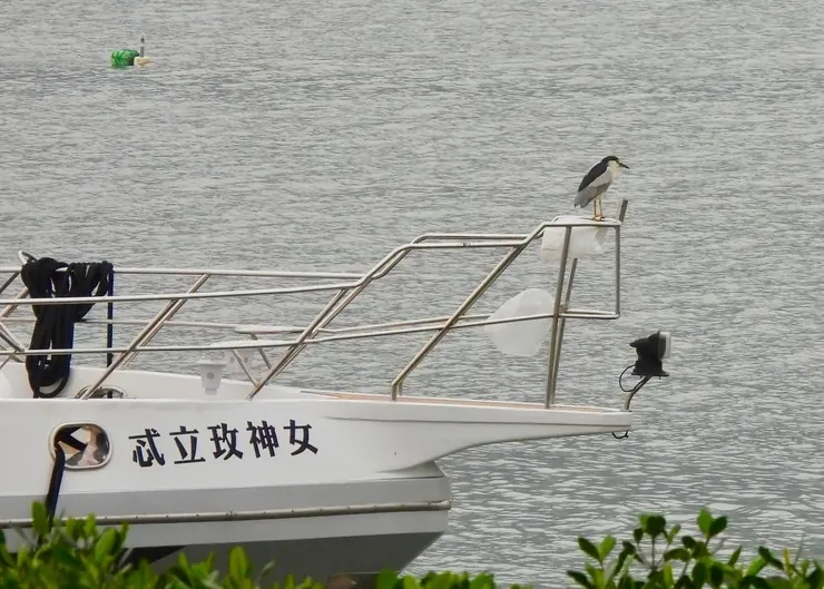 圖03 在碼頭邊停靠的船艇上看到夜鷺(陳聖崴攝)