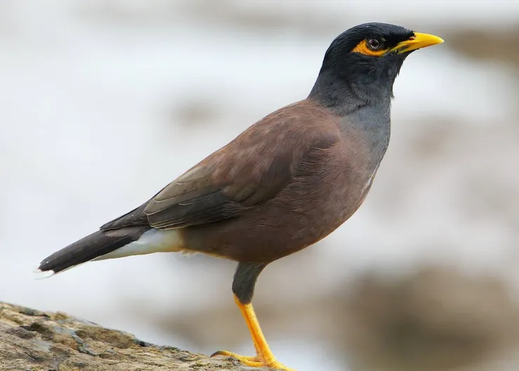 上圖為家八哥，可以發現牠的身體顏色是棕色，而眼睛周圍的裸皮是黃色，所以我們可以快速辨識他們的差異