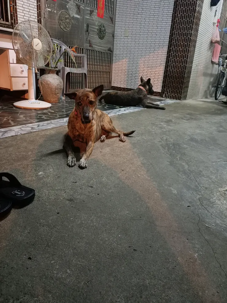 吃完零食,就不理人的狗😑