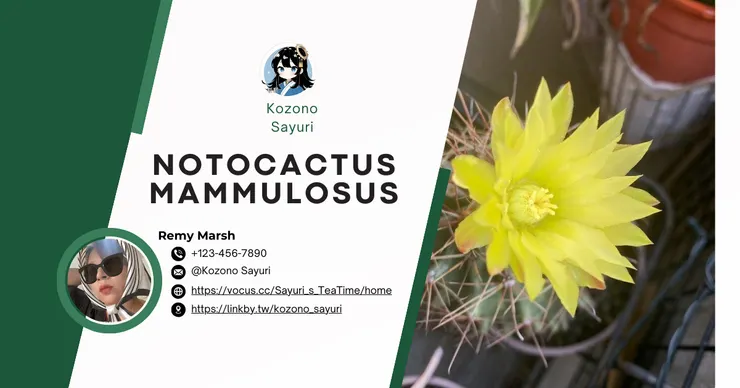 Canva+Moonshot+新新的魔法指令