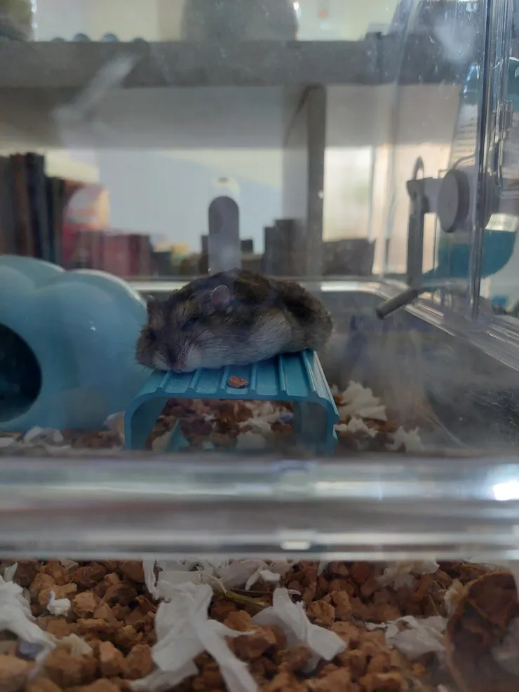 太熱攤平貼著金屬睡