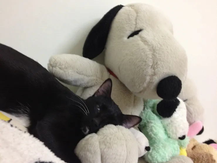 一早醒來,轉頭就發現小黑在默默靜靜的暗中觀察你(貓奴瑟瑟發抖ing)。