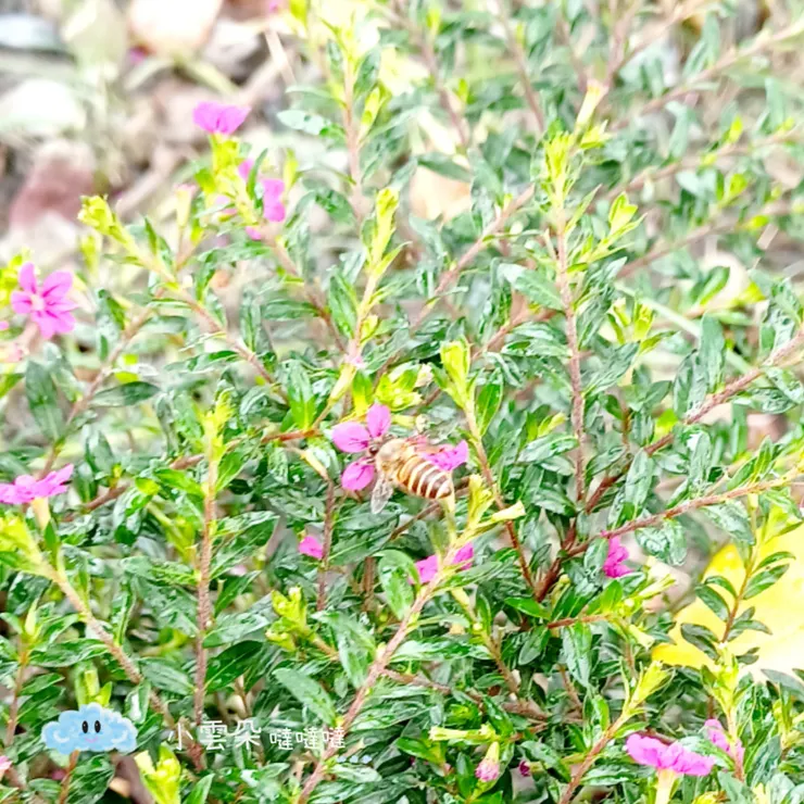 有小蜜蜂在四周飛