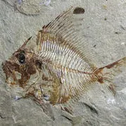 小毛的化石收藏部落格