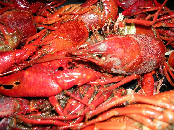 卡津菜-水煮小龍蝦(圖/維基百科)