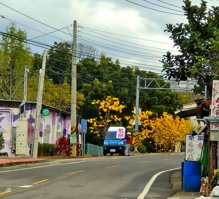 【開往聖普宮登山口的路曲折漫長...車窗外灰綠基調的風景逐漸繽紛─路邊黃花風鈴木】