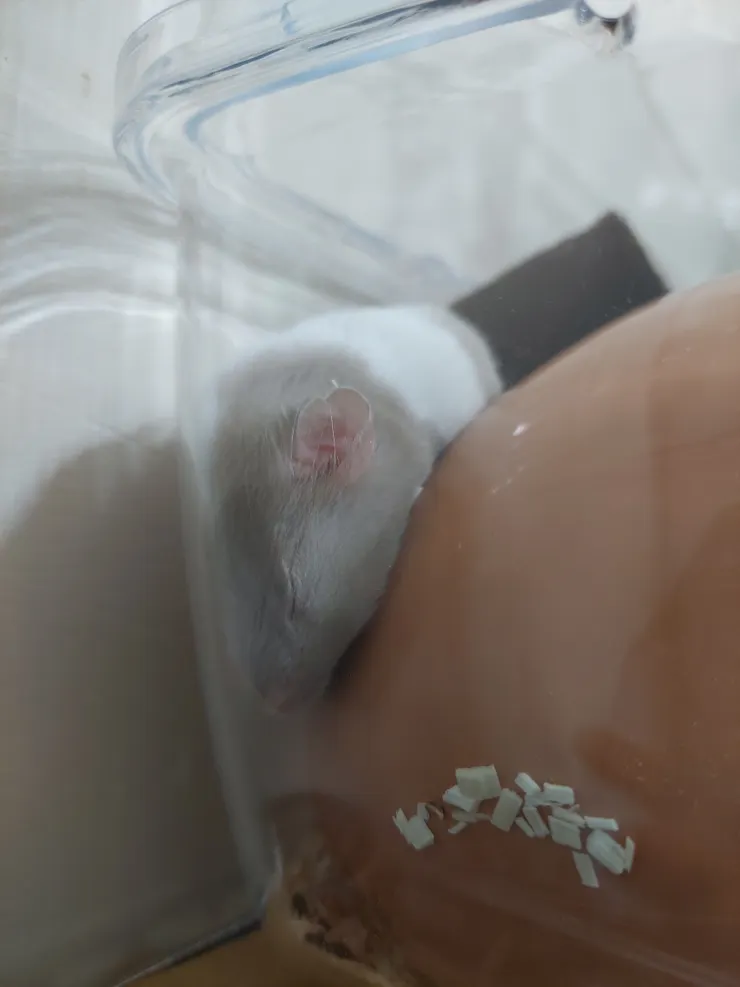 陶瓷窩流下來的鼠