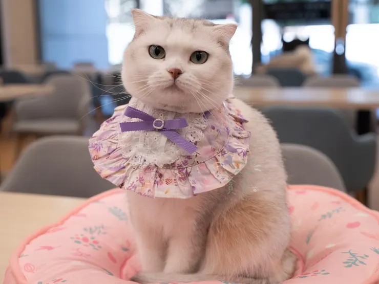 圖說：貪貪「溫柔月兔款」領巾新品，搭配中秋佳節超應景！典雅蕾絲和蝴蝶結造型，加上兔子圖樣的碎花布料襯托，讓毛孩更顯氣質，寵物展現場開放預購。（資料來源：貪貪Munchee）