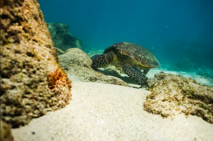 小琉球復育海龜有成，是潛水客與海龜共游的首選。photo by VD Freediving ／@vdfreediving
