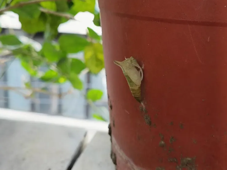 已從翠綠轉為半透明的蛹。 拍攝/心晴