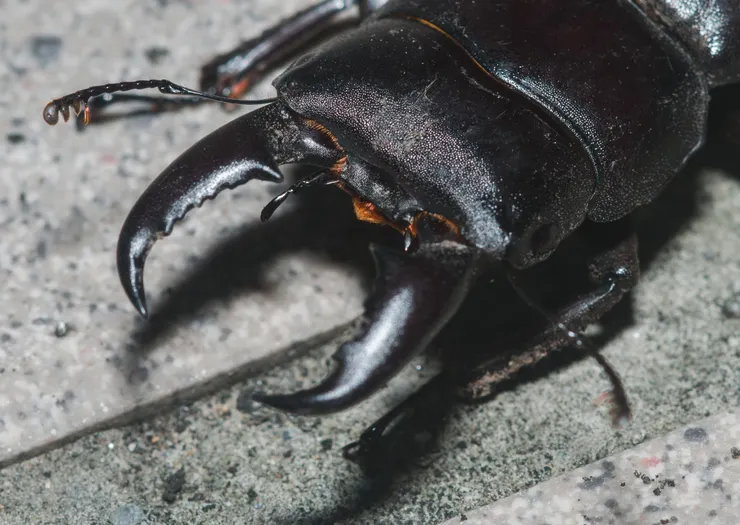 © Liu JimFood 的觀察紀錄