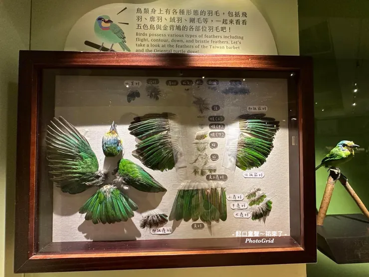 五色鳥是臺灣特有種鳥類。