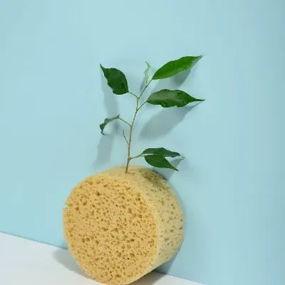 迷失黑夜中的蒲公英的沙龍