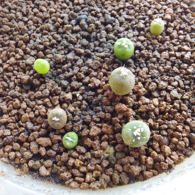 6/13