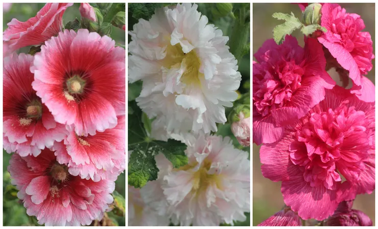 蜀葵碩大無朋、華豔張揚的氣勢，常讓人誤以為她是來自國外的舶來品。