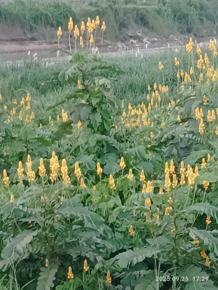 翅莢決明俗稱蠟燭花，自拍攝