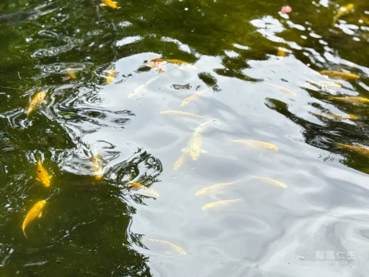 滿池金黃色錦鯉｜春秋山林 戲水區旁的魚池