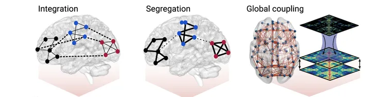 利用腦電圖/腦電圖功能連結性，研究描述了兩種基於效率的腦拓撲特性，分別是整合性（與一般資訊處理相關）以及分離性（歸因於專門資訊處理）。接著使用腦電活動的生成模型來測試基於全局耦合調變的機制。