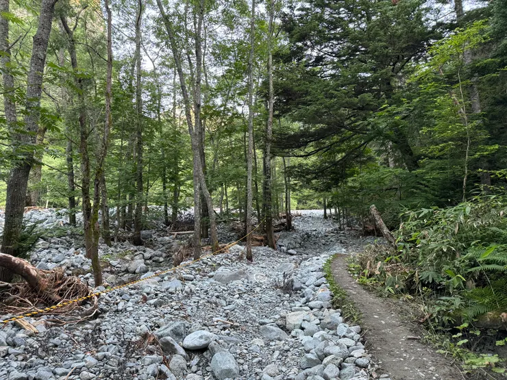 照片裡右手邊那樣的路徑今年只剩一點點了，去年還蠻長的。