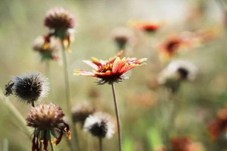 澎湖到處可見的天人菊