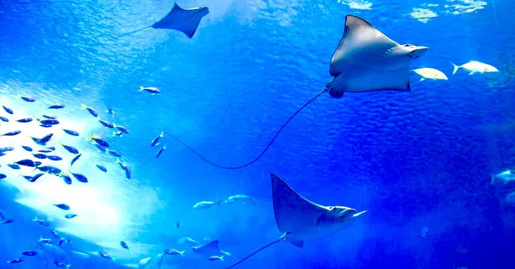 圖片來源：Readmoo閱讀最前線