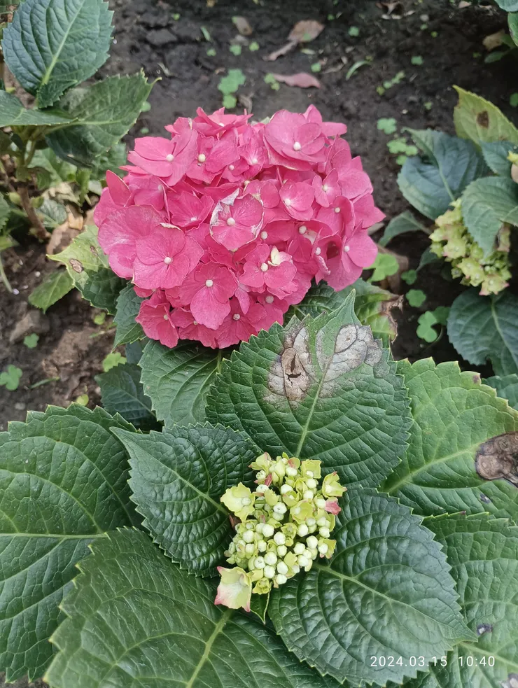 繡球花