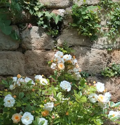 黃金花枝圈的沙龍