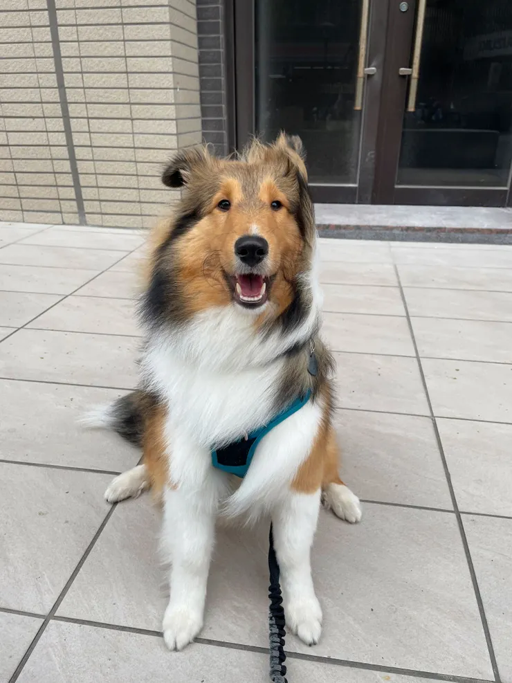 上課前元氣滿滿的小狗