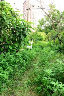 名為鐵路花園,但看起來疏於照顧(往新營方向拍)