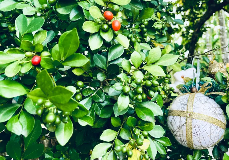 上上禮拜，心血來潮幫院子的七里香樹掛上很久以前老媽跟朋友買的聖誕裝飾，假裝有過聖誕節的氛圍。