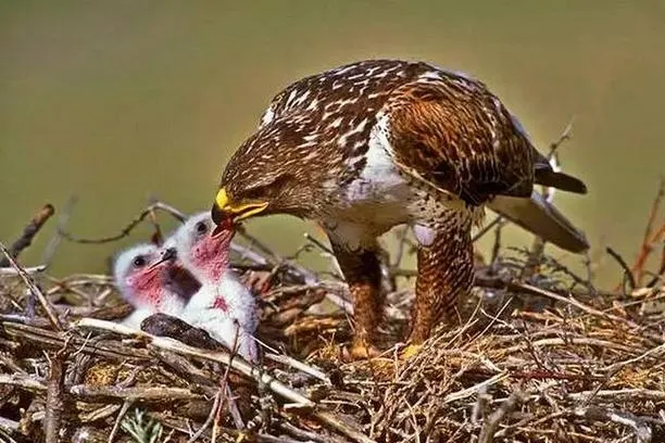 傳子:孩子!喜歡吧!那多抓幾隻倉鼠給你,但是一切都得乖乖聽話