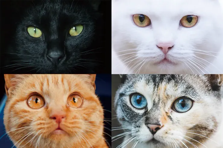 在貓奴的眼中,貓的雙眼充滿著神秘的『可愛』力量!