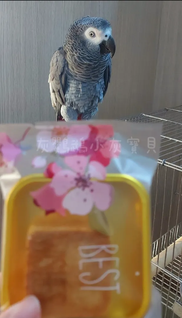 圖片來源:灰鸚鵡小灰寶貝《【鳳梨酥DIY】手工製作鳳梅酥》https://www.potatomedia.co/s/82Rrqqr