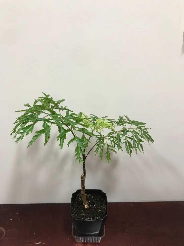 另一盆是以木質化插枝的，長得較緩慢，目前九月天氣開始涼了一些，才又冒出一片新葉出來。