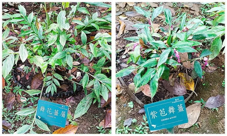 舞花薑屬及紫苞舞薑