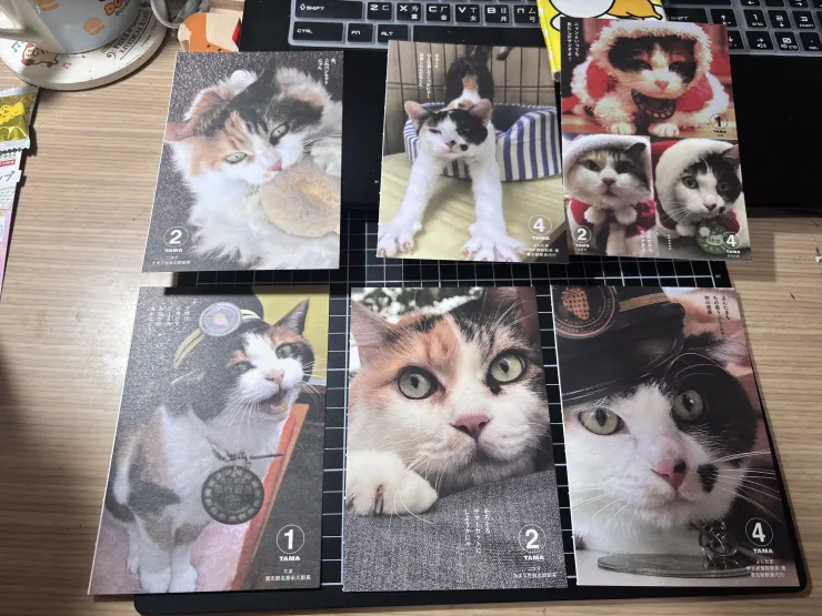 每一隻都這麼的可愛