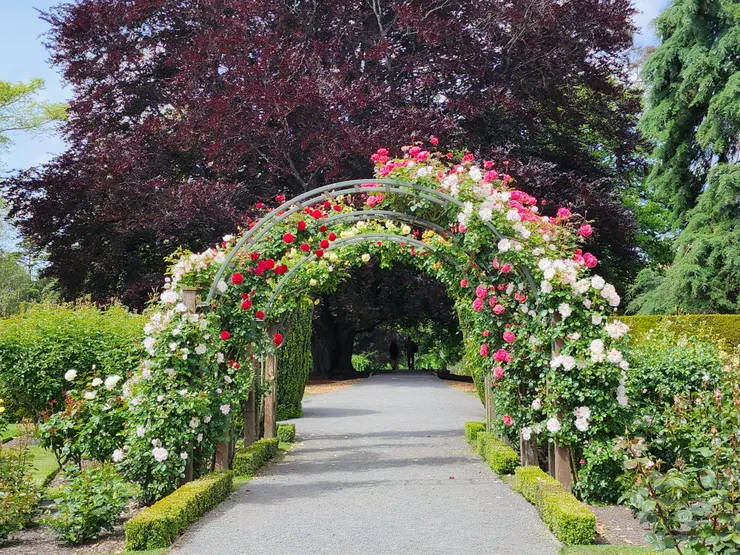 還有充滿各種玫瑰的花園，四面都有像這樣的一圈圈花環，非常夢幻