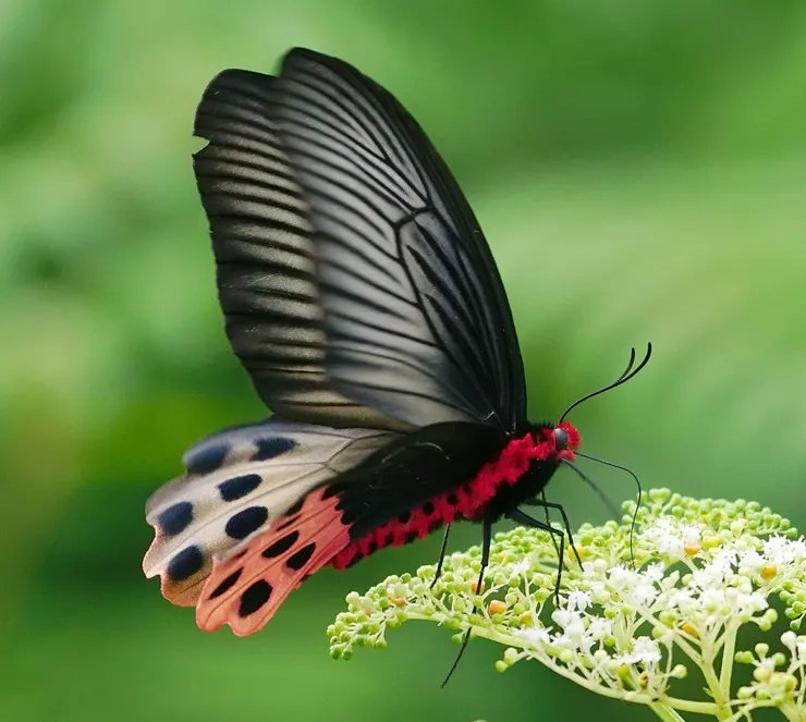 曙鳳蝶 Atrophaneura horishana 雌