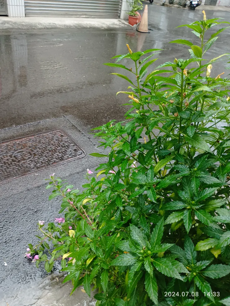 近日午后家居映相