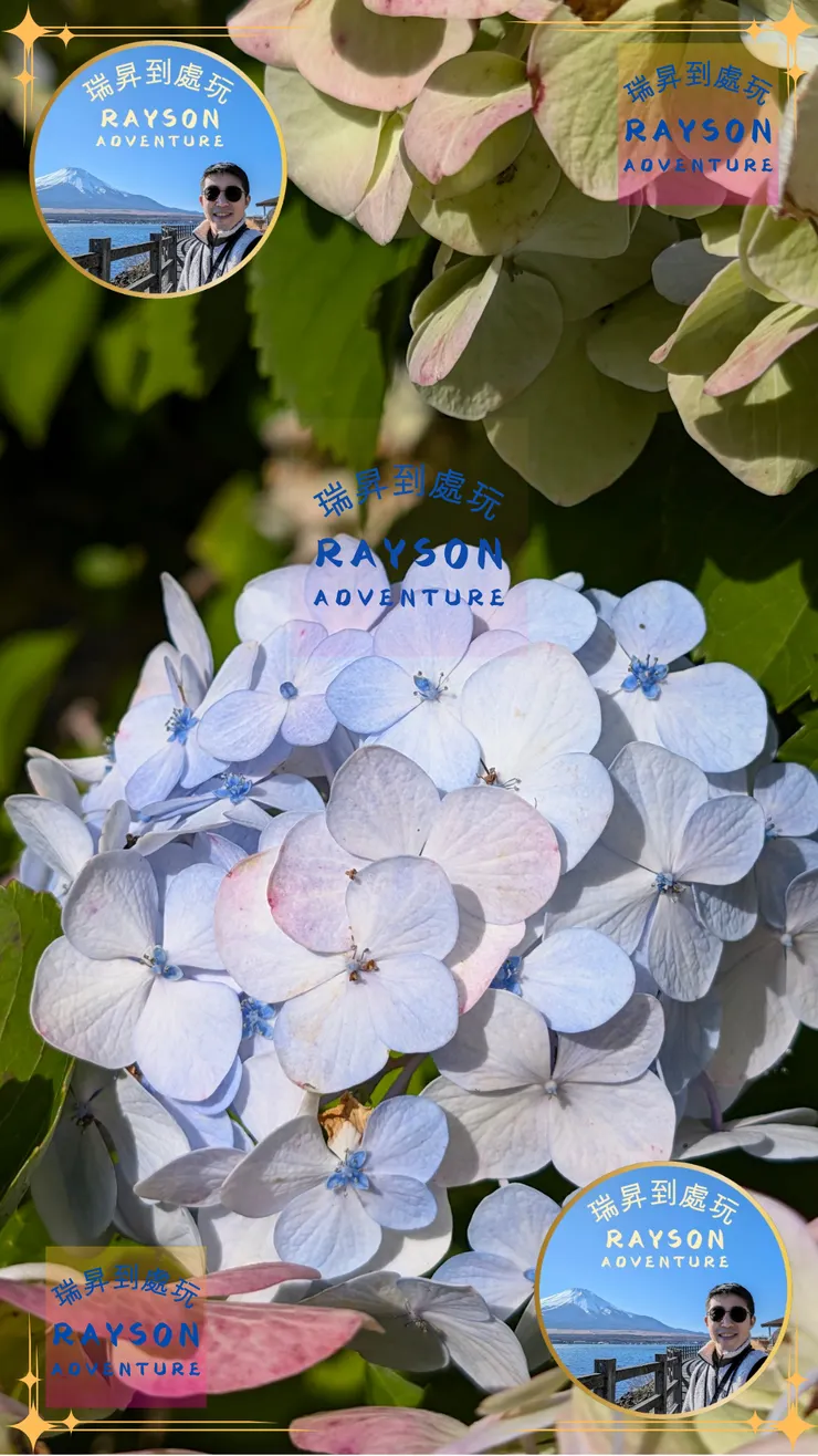 「紫陽花」(アジサイ/あじさい)