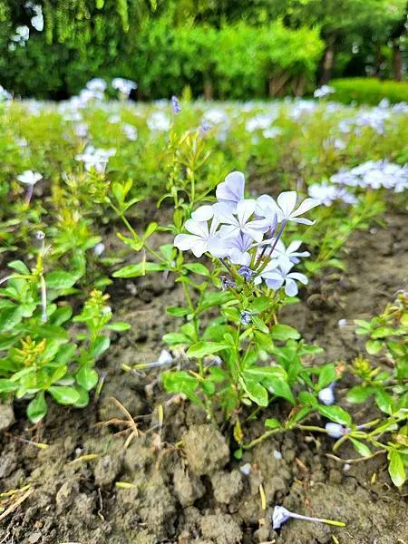 藍雪花 (花語：冷淡、憂鬱、孤獨之美) 