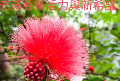 “如詩如畫” 是人生